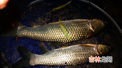 一个人夜钓忌讳什么,一个人夜钓忌讳