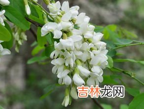 槐花和鸡蛋能一起吃吗,槐花怎么做好吃 槐花炒鸡蛋能吃吗