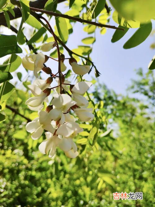 槐花和鸡蛋能一起吃吗,槐花怎么做好吃 槐花炒鸡蛋能吃吗