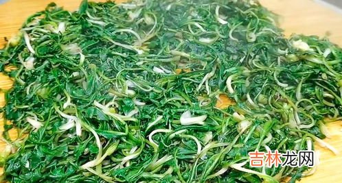 蒲公英和绿茶可以放在一起泡吗,蒲公英配什么喝最好