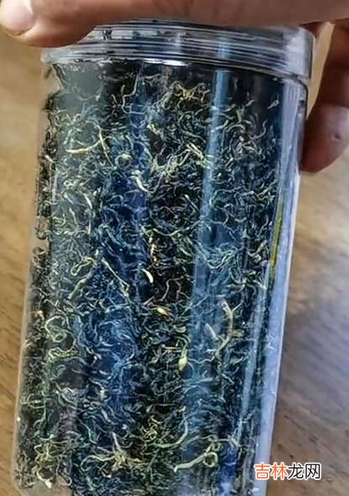 蒲公英和绿茶可以放在一起泡吗,蒲公英配什么喝最好