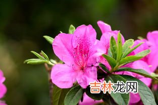 杜鹃花是春天开的吗,杜鹃什么季节开花?
