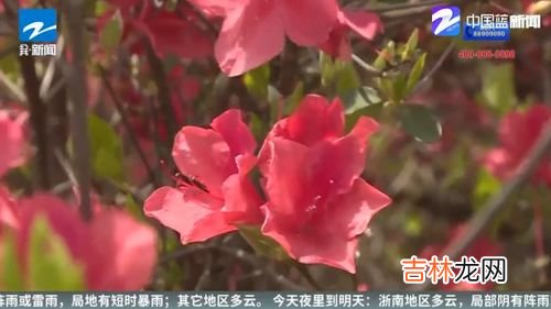 杜鹃花是春天开的吗,杜鹃什么季节开花?