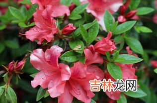 杜鹃花是春天开的吗,杜鹃什么季节开花?