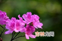 杜鹃花是春天开的吗,杜鹃什么季节开花？