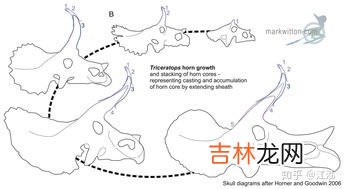 霸王龙的外形特点20字,霸王龙的外形有什么特点