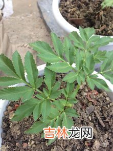 驱蚊草是什么,什么是驱蚊草