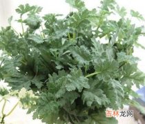 驱蚊草是什么,什么是驱蚊草