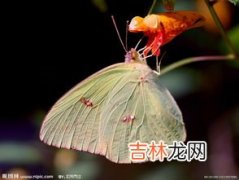 蝴蝶是益虫吗,蝴蝶是益虫吗?