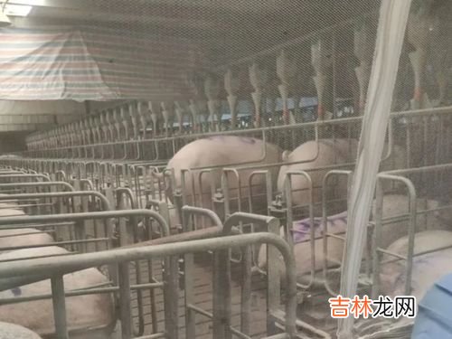 大学毕业养猪工资会不会很高,养猪场招人研究生年薪18万起,大学毕业后你会去养猪吗?