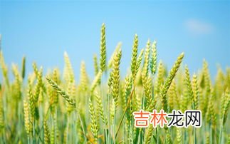 菽是什么作物,菽是指哪类农作物