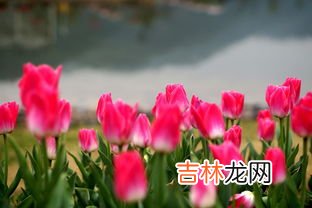 郁金香在什么季节开花,谁能告诉我郁金香最佳的盛开时间是哪个月？能具体点最好