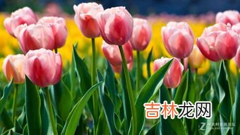 郁金香在什么季节开花,谁能告诉我郁金香最佳的盛开时间是哪个月？能具体点最好