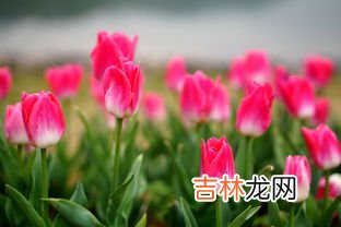 郁金香在什么季节开花,谁能告诉我郁金香最佳的盛开时间是哪个月？能具体点最好