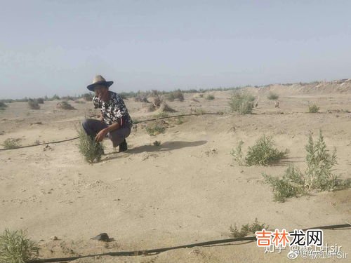 在沙漠种树有没有难度,沙漠种树有绝招，一个玻璃瓶装满水，就能种活一棵树，成活率高效率快