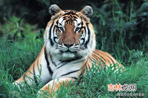 女虎的最佳婚配表,女老虎婚配什么属相好,女属虎的属相婚配表