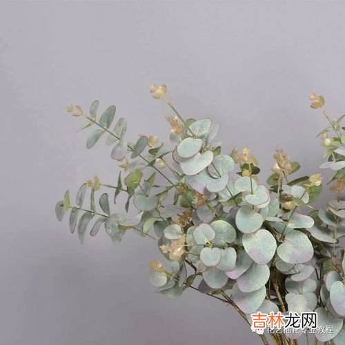 尤加利的气味有害吗,尤加利有毒吗 尤加利有没有毒