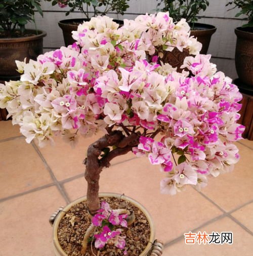 三角梅叶子发黄的原因,三角梅叶黄掉叶的原因