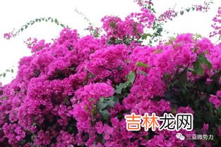 三角梅叶子发黄的原因,三角梅叶黄掉叶的原因