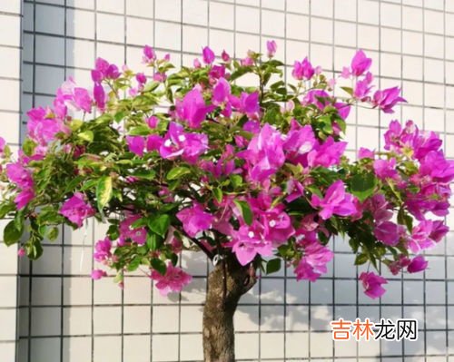 三角梅叶子发黄的原因,三角梅叶黄掉叶的原因