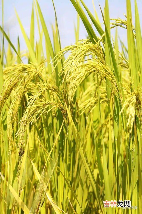 稻谷怎样长期保存,谷子粮食储存方法 粮食的储存方法介绍