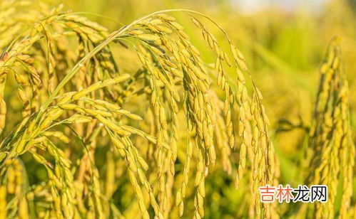 稻谷怎样长期保存,谷子粮食储存方法 粮食的储存方法介绍