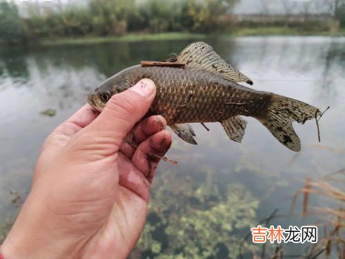 河豚鱼干怎样鉴别有没有毒,河豚干有毒吗