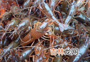 小龙虾里的寄生虫高温能杀死吗,用高温也杀不死小龙虾里的某些寄生虫吗？