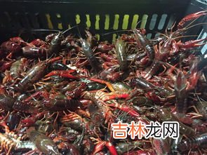 小龙虾里的寄生虫高温能杀死吗,用高温也杀不死小龙虾里的某些寄生虫吗?