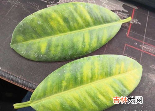 衣服上的芭蕉浆洗不掉怎么办,巴蕉汁弄到湿衣服上洗不掉怎么办