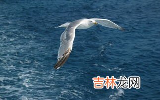 临危不惧打一动物,临危不惧如泰山是那动物?