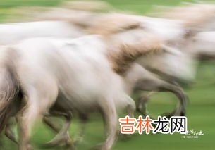 马的尾巴有什么作用,马的尾巴用来干什么的？