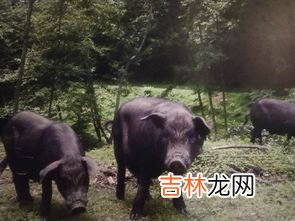 云南健身猪,在光猪圈来健身的人多吗?经常健身的人会选择光猪圈吗?
