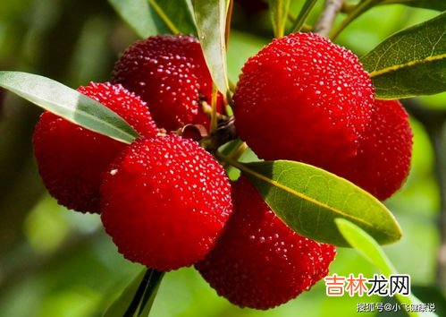 杨梅可以和枸杞子一起泡酒吗,杨梅和枸杞子能一起泡酒吗？