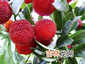 杨梅可以和枸杞子一起泡酒吗,杨梅和枸杞子能一起泡酒吗?