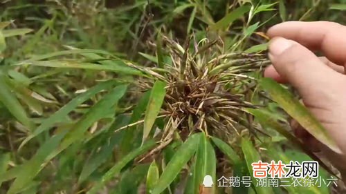 竹子开花意味着什么,竹子开花意味着什么？