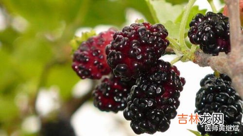 桑葚相克的食物有哪些,什么食物和桑葚相克