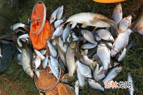 钓鱼的饵料怎么调配,钓鱼饵料怎么搭配