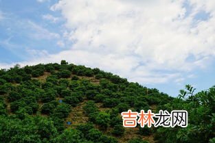 仙居东魁在哪里,东魁杨梅是哪里产的