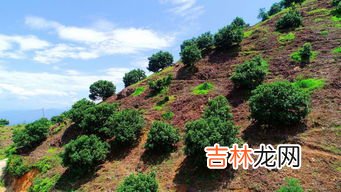 仙居东魁在哪里,东魁杨梅是哪里产的