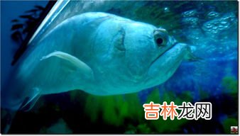 银龙鱼能长多大,银龙鱼能长多大 银龙鱼能长多长活多久