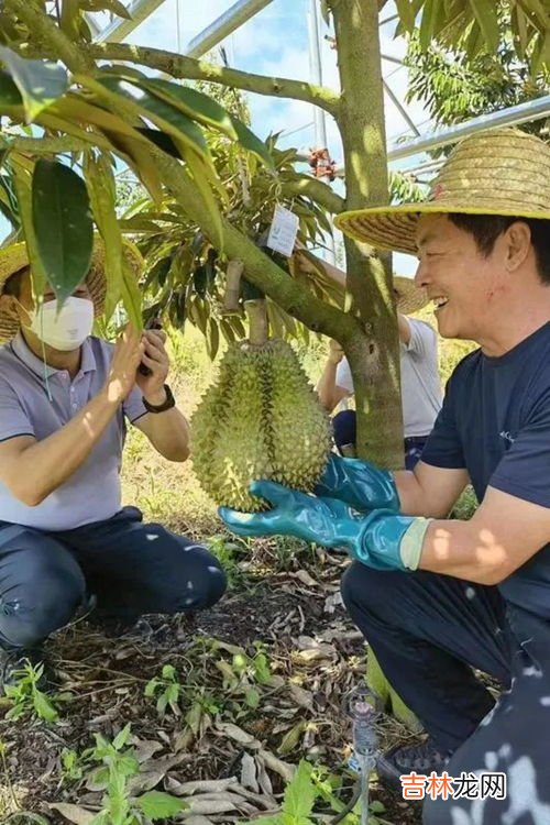 三亚榴莲什么时候能上市,海南榴莲什么时候成熟