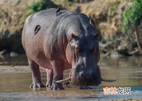 河马可以憋气多久,河马可以憋气多久