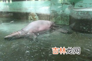 河马可以憋气多久,河马可以憋气多久
