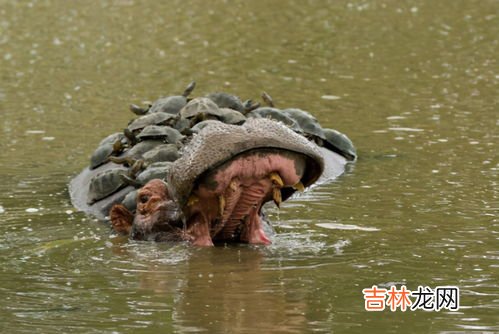 河马可以憋气多久,河马可以憋气多久
