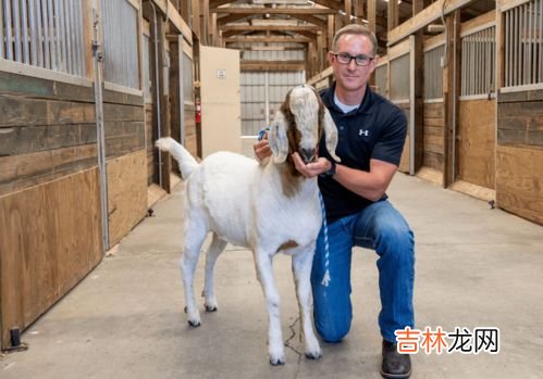 科学家首次让2只雄性老鼠生仔,两只老鼠为啥可以一直繁衍,却不发生基因的塌陷?