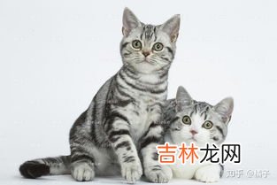公猫和母猫的区别,怎样区分母猫和公猫啊？