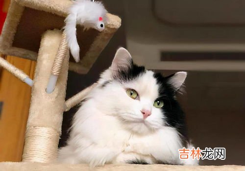 公猫和母猫的区别,怎样区分母猫和公猫啊？
