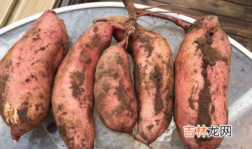 地瓜不能和什么一起吃,番薯和什么不能一起吃?