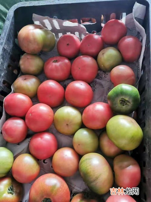 草莓柿子和普通柿子有什么区别,普罗旺斯西红柿和草莓柿子哪个好吃